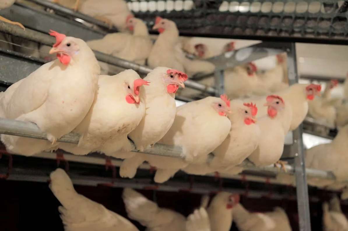 Gripe Aviar: El Gobierno prohibió la venta de aves vivas en todo el país
