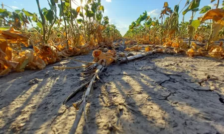 Emergencia Agropecuaria: La provincia reabre la inscripción a la línea para Recomposición Productiva 2023