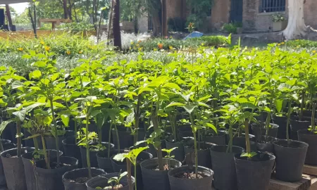 Buena Noticia: El vivero departamental listo para entregar más de 10 mil ejemplares este año