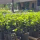 Buena Noticia: El vivero departamental listo para entregar más de 10 mil ejemplares este año