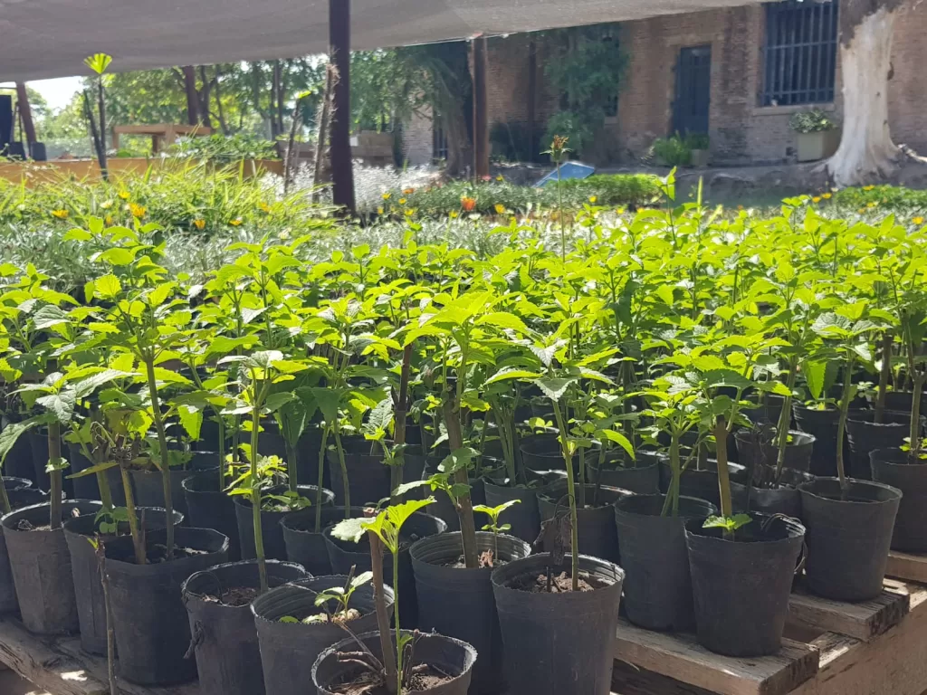 Buena Noticia: El vivero departamental listo para entregar más de 10 mil ejemplares este año