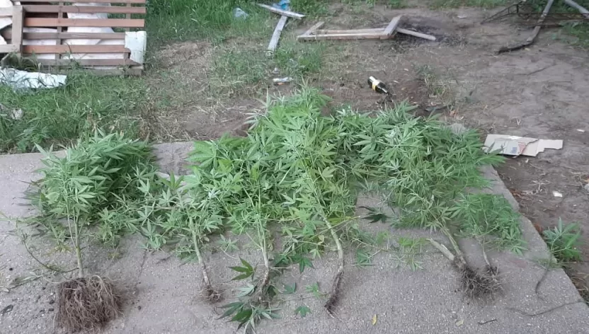 Elortondo: Allanamiento con secuestro de drogas ilícitas y partes de motos