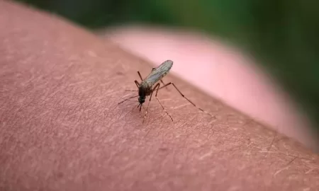 Útil y barato: El truco casero para ahuyentar a los mosquitos de tu casa