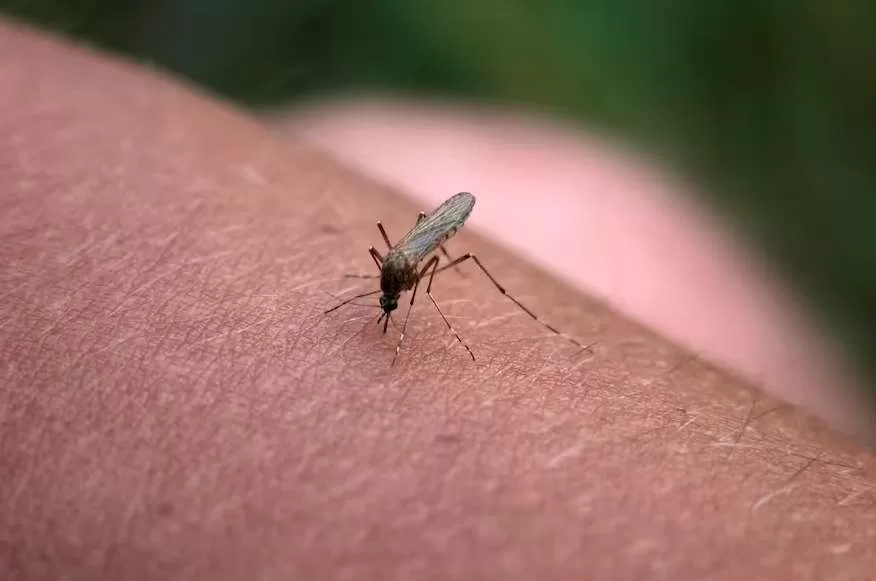 Útil y barato: El truco casero para ahuyentar a los mosquitos de tu casa