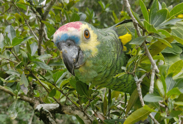 La Provincia liberó animales rescatados del tráfico ilegal y el mascotismo