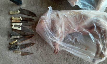 Teodelina: Allanamientos positivos con detenidos por abigeato