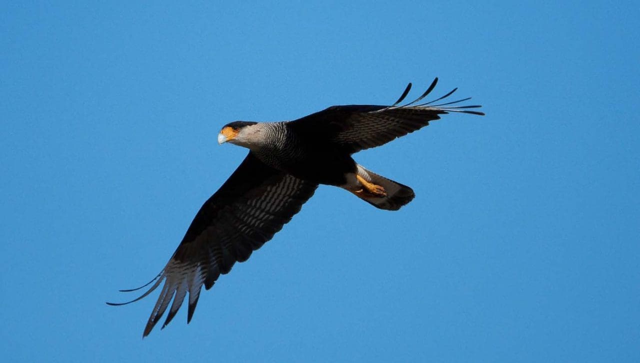 Villa Cañás: Observación de aves en el balneario