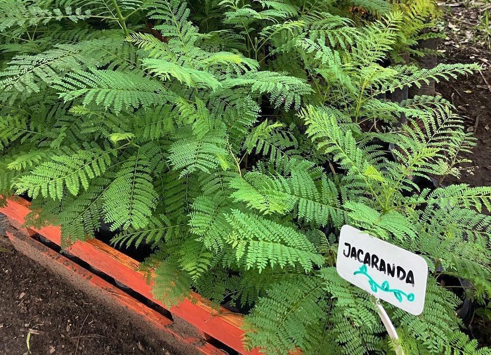 El vivero departamental sigue creciendo y está listo para la nueva temporada