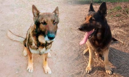 La hazaña de Rufus y Lupo en la resolución de un caso de homicidio en Santa Isabel