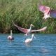 Muestra fotográfica Aves de la Laguna El Hinojo