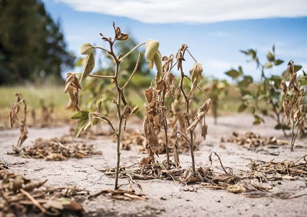 Prorrogan y amplían el Estado de Emergencia y Desastre Agropecuario en la provincia