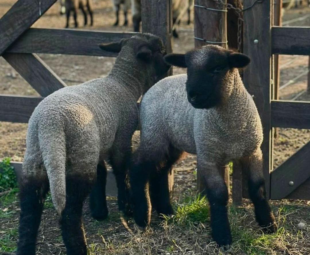 Innovación y pasión en la cría de Hampshire Down en San José de la Esquina