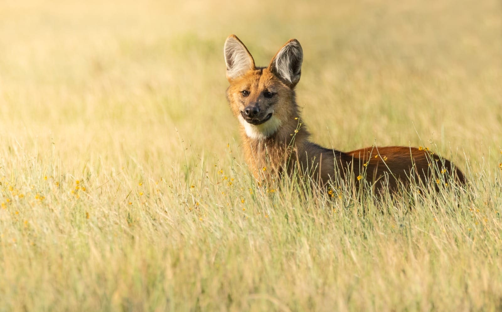 Ellos tienen paso: Desarrollaron el primer mapa para evitar atropellamientos de fauna