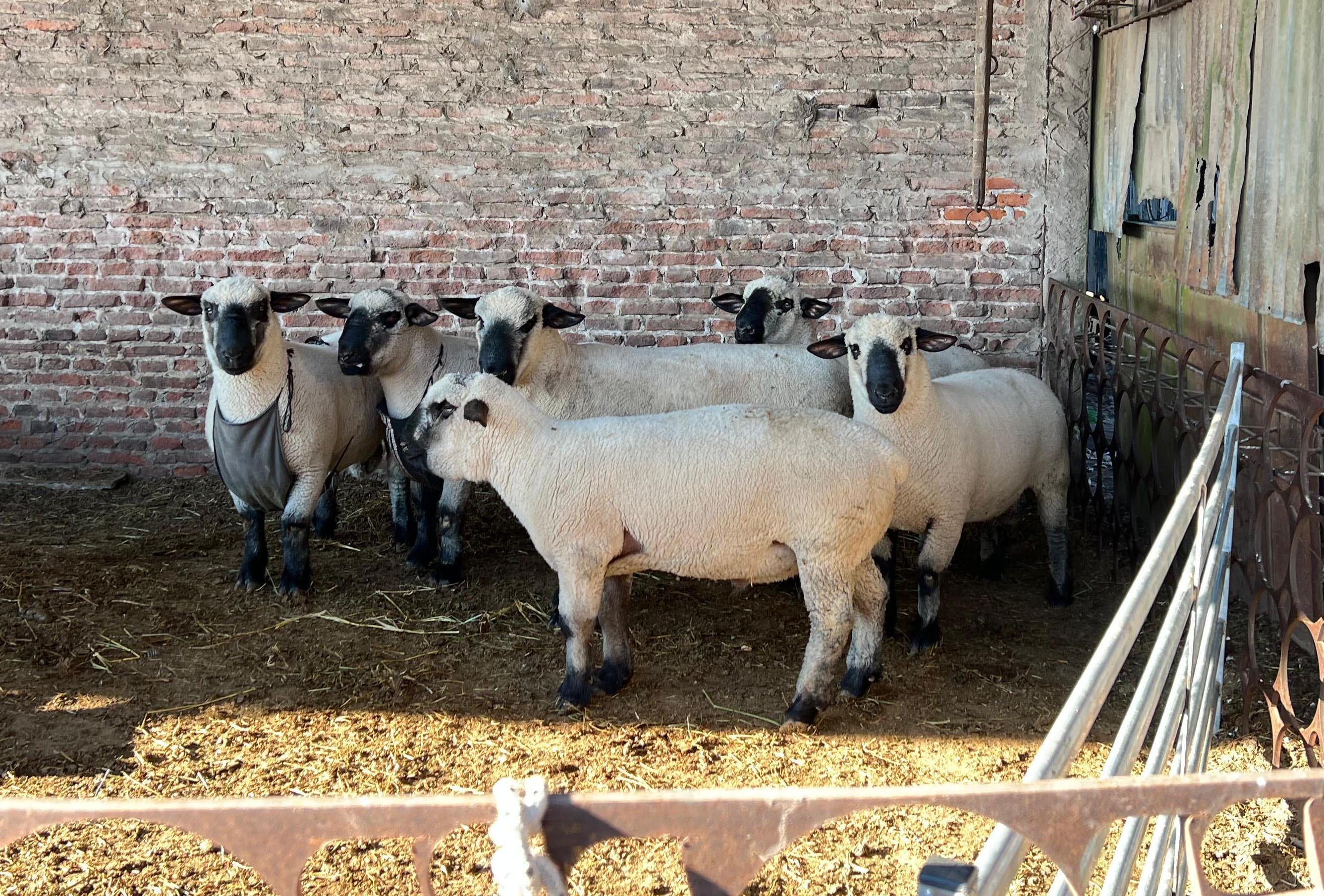 Carmen: Cabaña La Callejera ejemplo de producción ovina