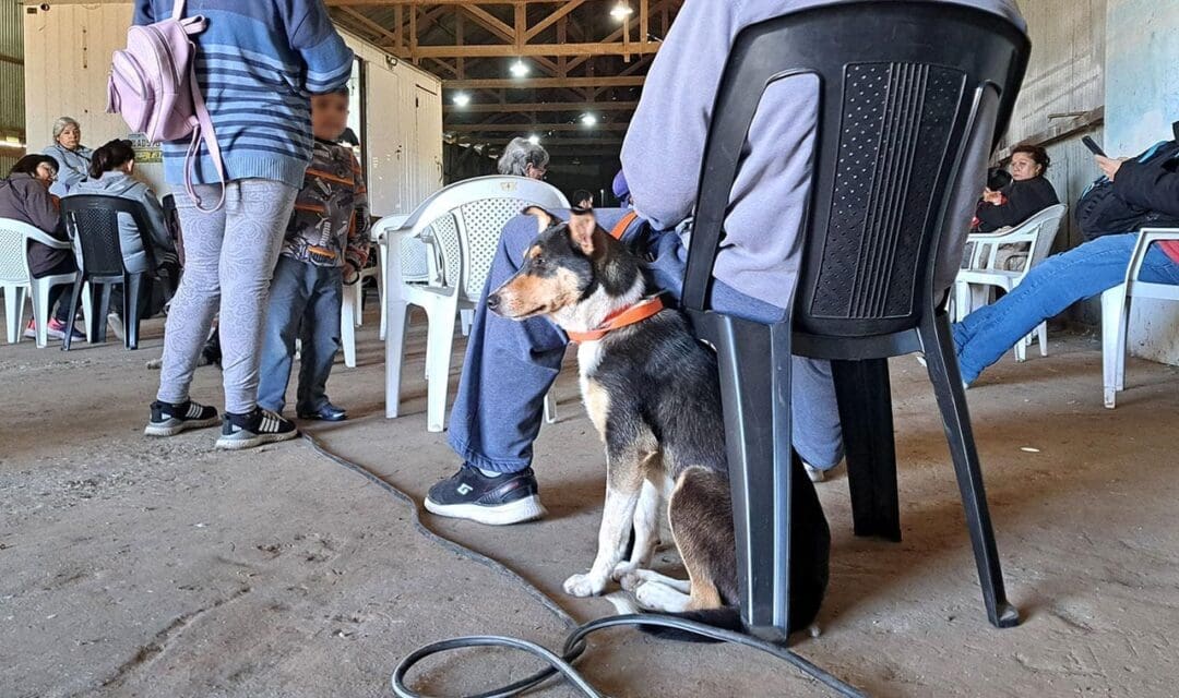 Villa Cañás: Sexta jornada gratuita de castraciones