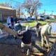 Villa Cañás avanza con nuevas obras de pavimento y mejoras en calles de tierra