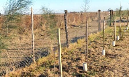 Villa Cañás: Donaron 95 árboles para el Refugio Canino